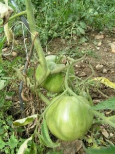 Tomate coeur de boeuf encore verte - Août 2008