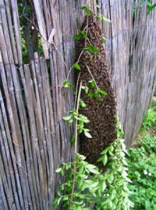 Essaim d'abeilles jardin