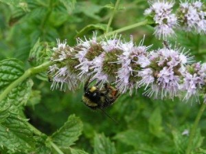 Bourdon sur la menthe en fleur au potager