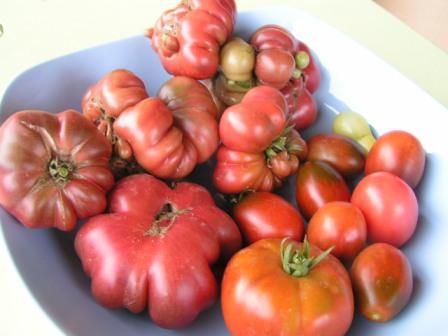 Récolte tomates du 16 août 2008.