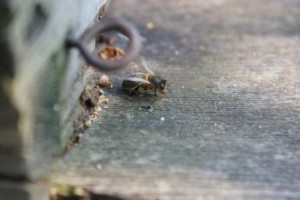 abeille noire au trou de vol de la ruche