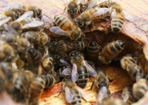 Abeilles sur couvre cadre - les hausses sont pleines.