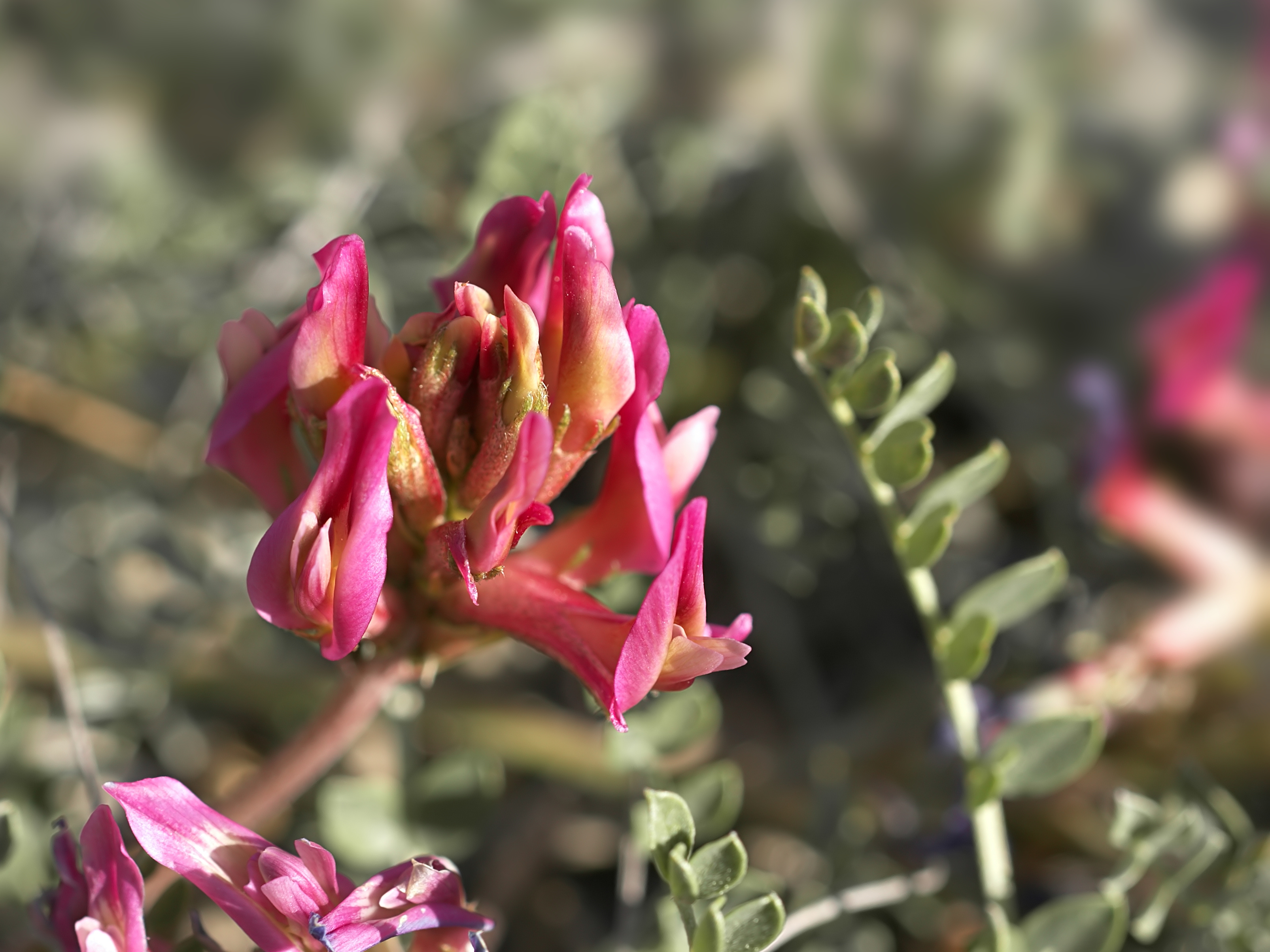 Astragalus monspessulanus / Source : Wikipedia