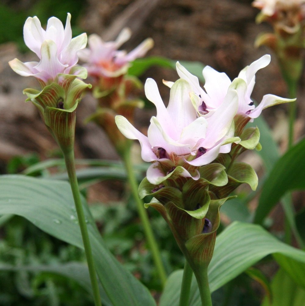 Curcuma Zedoaria / Source : Wikipedia