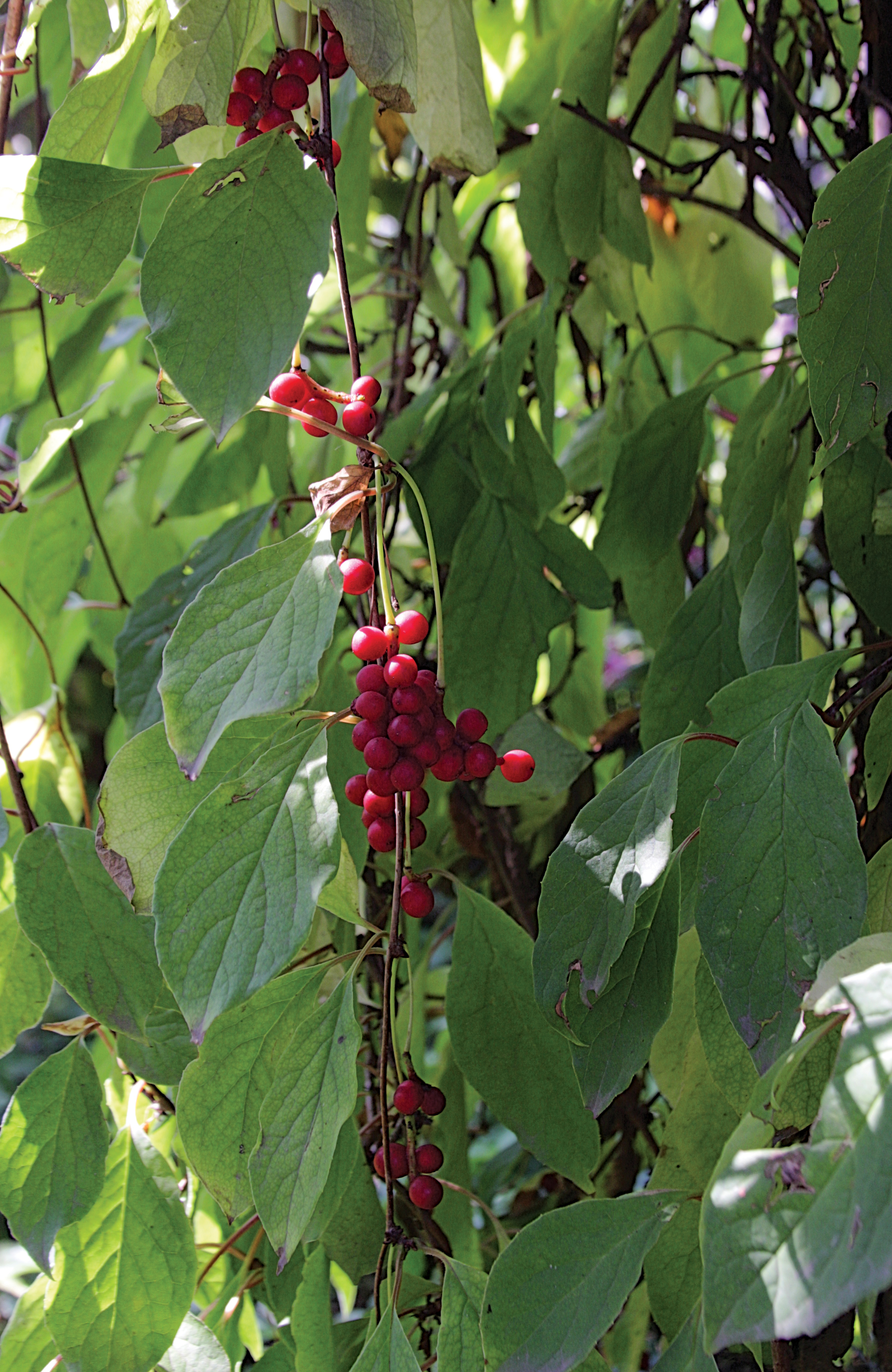 Schizandra chinensis