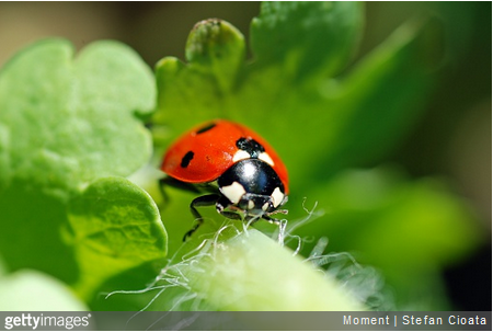 Gros plan sur la coccinelle et sur les bienfaits de sa présence dans le jardin !