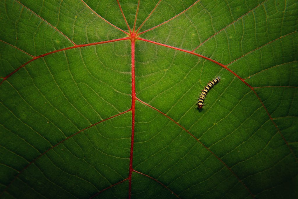 Une chenille jaune et noire sur une feuille