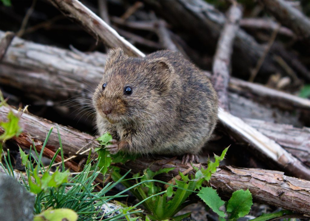 Un mulot brun installé dans un jardin