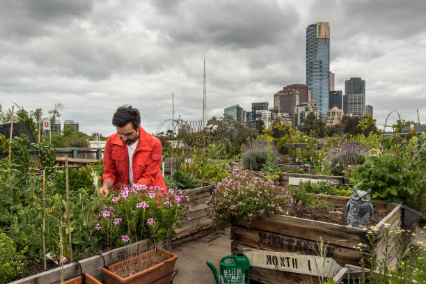 Potagers en carré sur le toit d'un immeuble, au milieu d'une grande ville