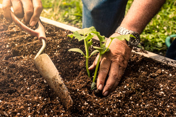 Gros plan sur les mains d'un homme qui creuse le terreau de son potager