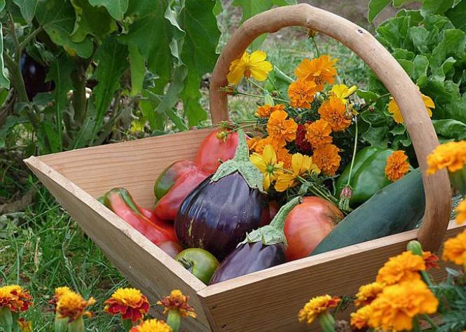 legumes-potager