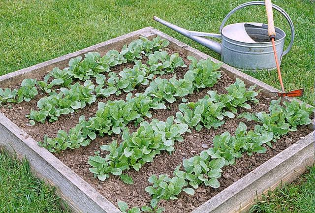 potager entouré de planches surélevées