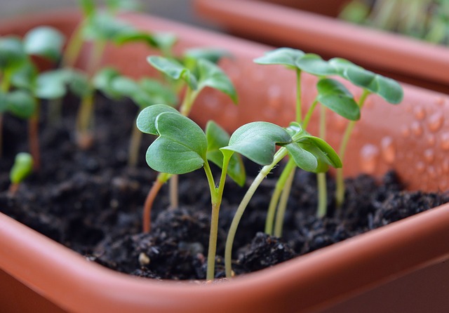 potager d'appartement