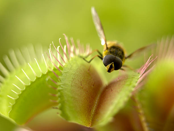 Plante carnivore de la variété Dionaea Muscipula sur le point de piéger un insecte