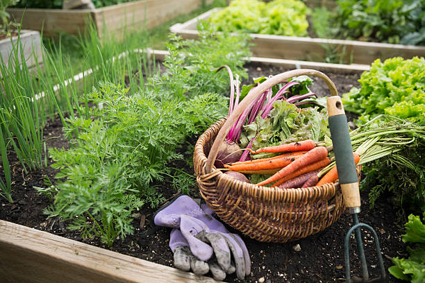 Potager en carré avec des plantations, une paire de gant, un panier de légumes et des outils de jardinage